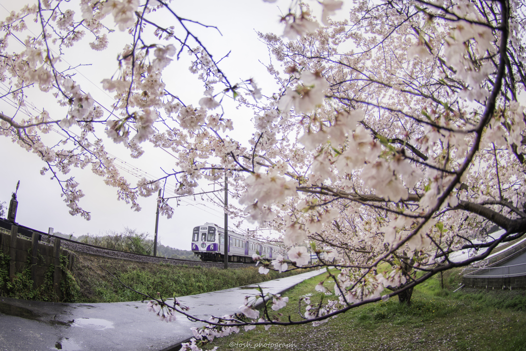 「桜トレイン」