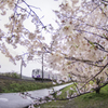 「桜トレイン」