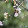 「三寒四温」