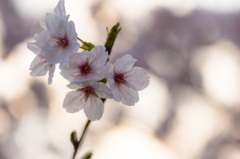 「SAKURA　COLOR　Ⅲ」