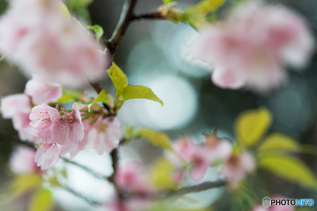 「桜ドロップ」