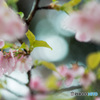 「桜ドロップ」