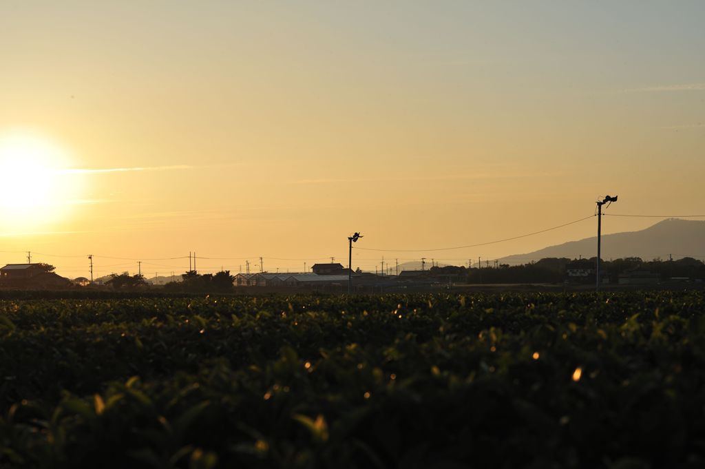 夕茶畑