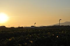夕茶畑