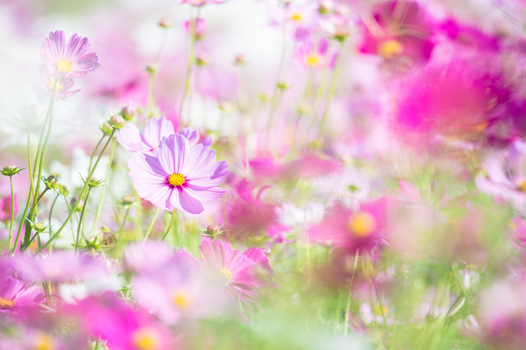 「colorful　harmony」