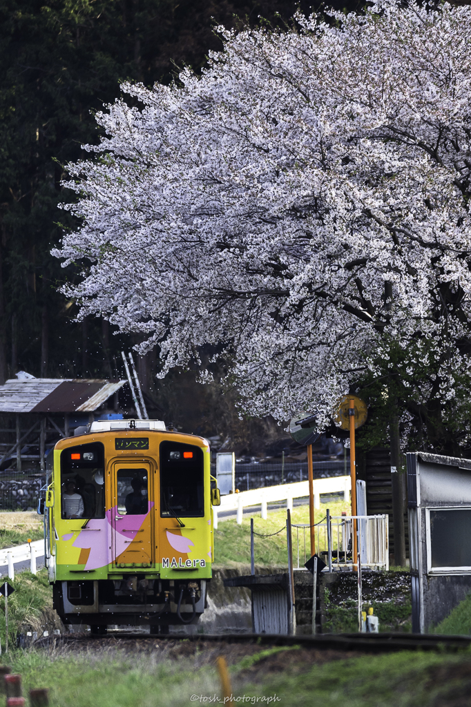 「桜の季節を駆け抜けて＃２」