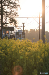 「菜の花列車」