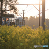 「菜の花列車」
