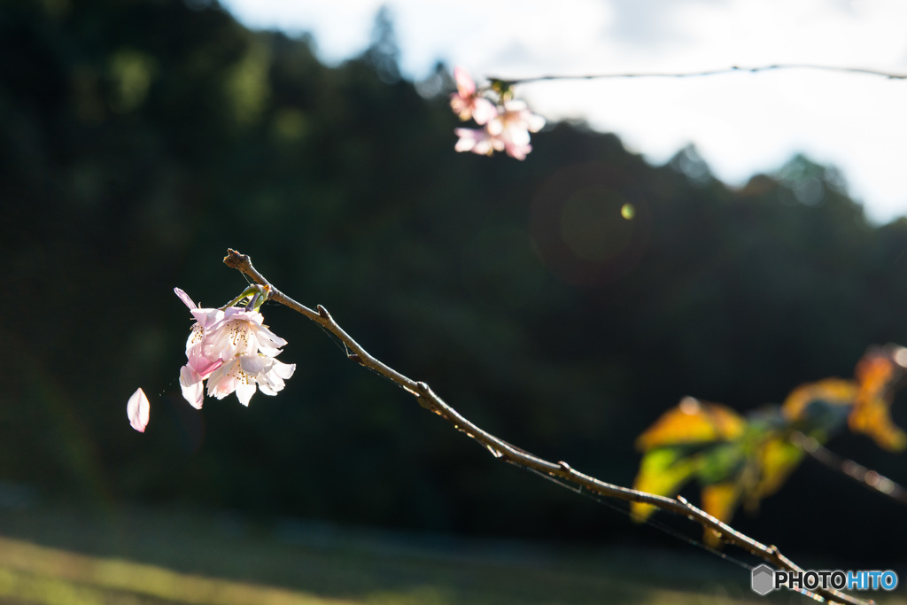 「四季桜フレアー」