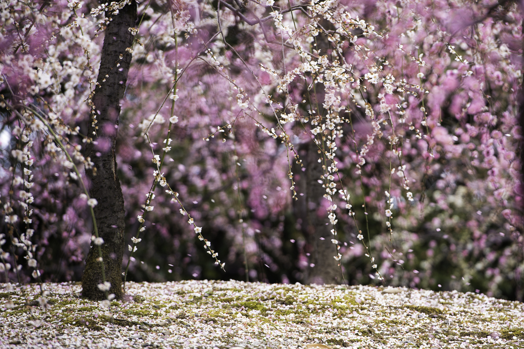 「梅吹雪」