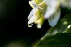 「hydrangea　drops#2」