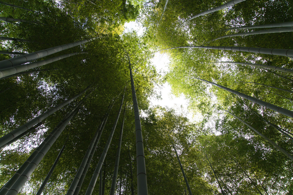 「竹林仰ぐ」