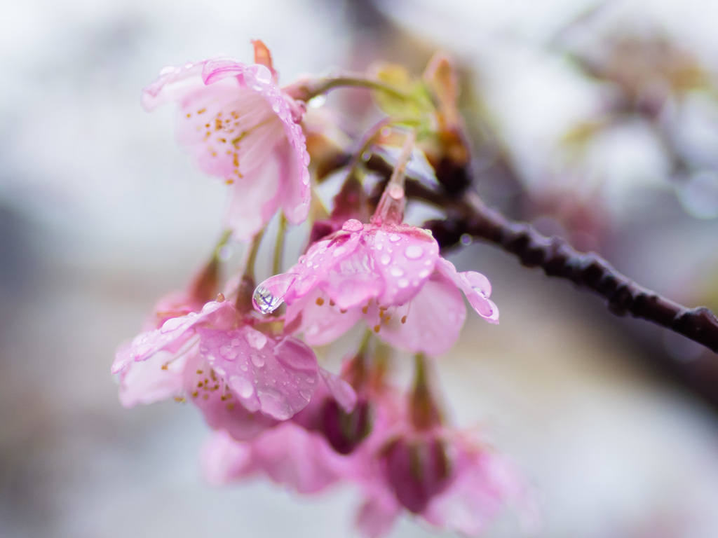 「河津桜の雫」