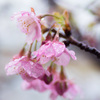 「河津桜の雫」