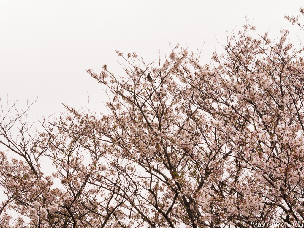 「春の慶び」