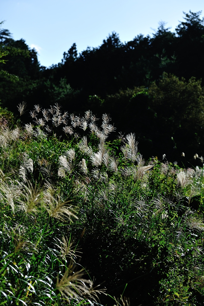 「Pampas　grass.2*群生」