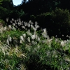 「Pampas　grass.2*群生」