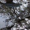 「水桜２」