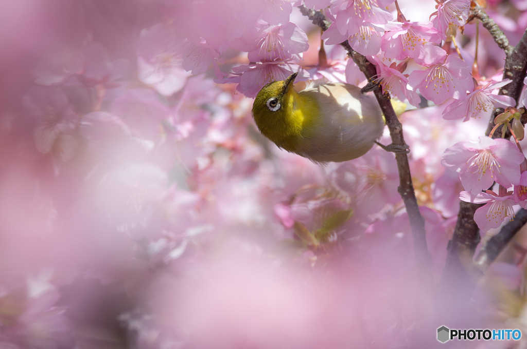 「春心地」