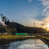 「悠久の枝垂れ桜と落ちる夕陽」