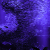 「Blue stage #2」