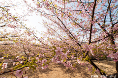 「河津桜、咲き乱れ」