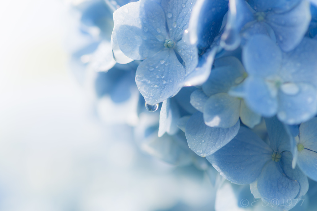 「hydrangea　drops」