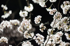 「夜桜を見、日本の気持ちを感じる」