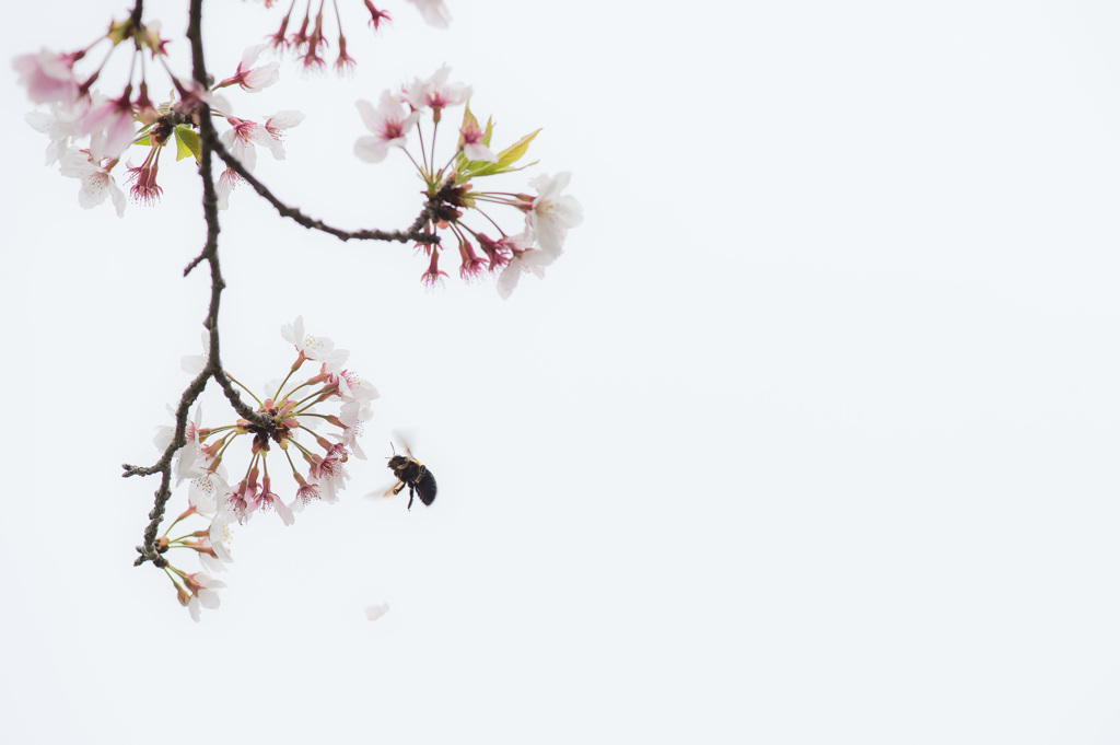 「花曇り」