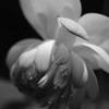 「枯華」