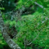 「GREEN　COLORS　＃１」