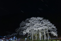 「悠久の時を越えてきた薄墨桜」