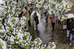 「傘模様、桜模様」