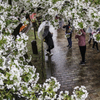 「傘模様、桜模様」
