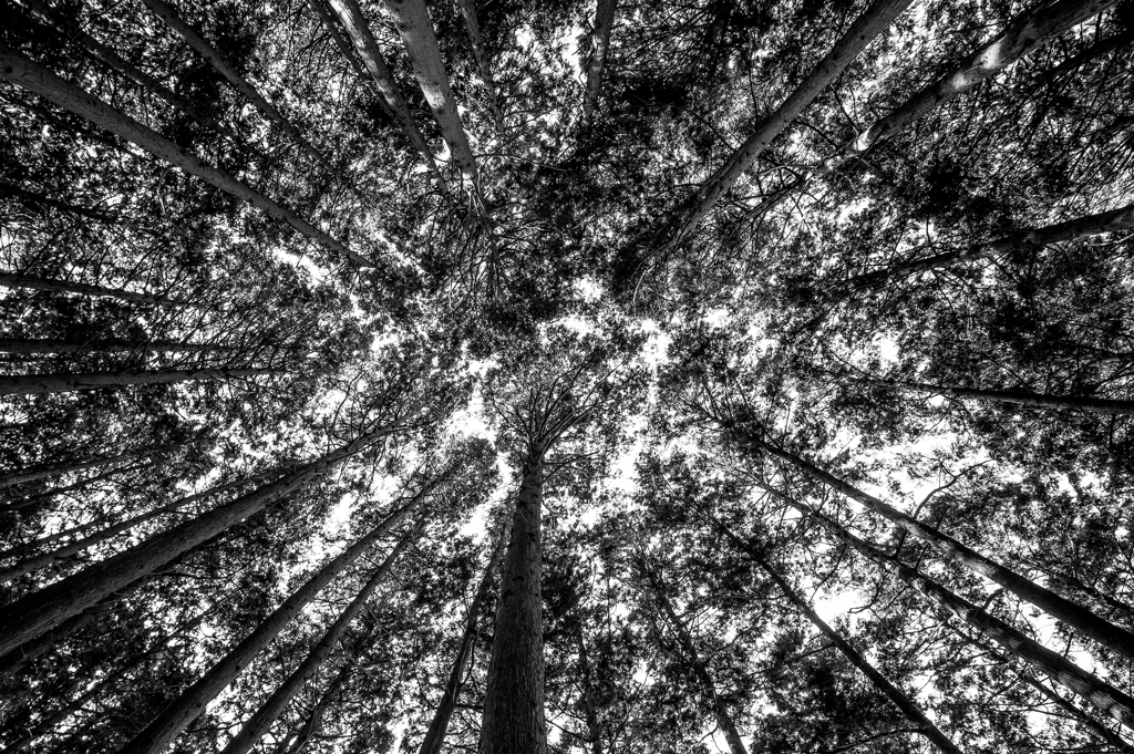 「Look up!」