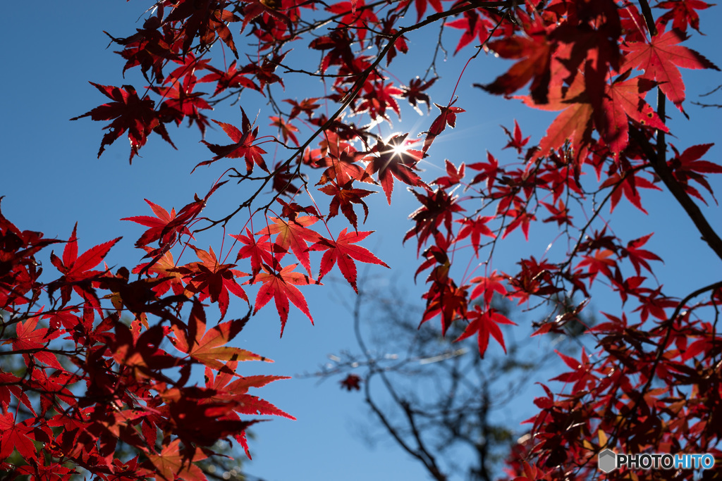 「紅条（こうじょう）」