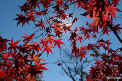 「紅条（こうじょう）」