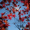 「紅条（こうじょう）」
