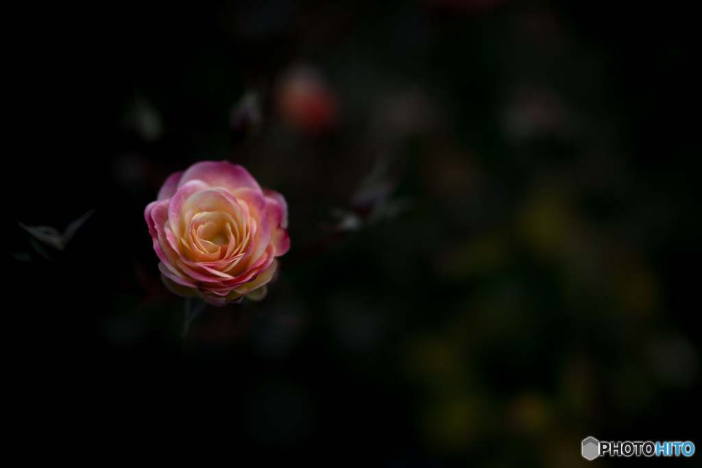 「寒　花」