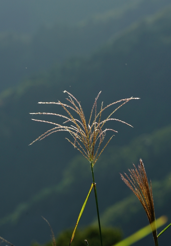 「Pampas　grass.5*山麓」