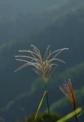 「Pampas　grass.5*山麓」