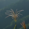 「Pampas　grass.5*山麓」