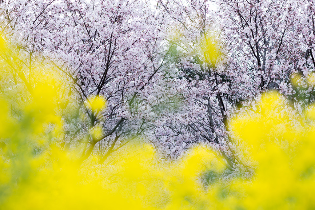 「SAKURA・NABANA　COLORS」