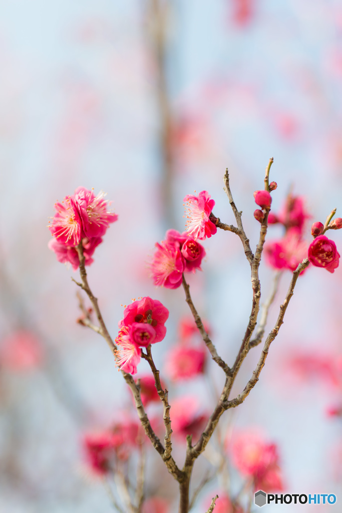 「寒紅梅」