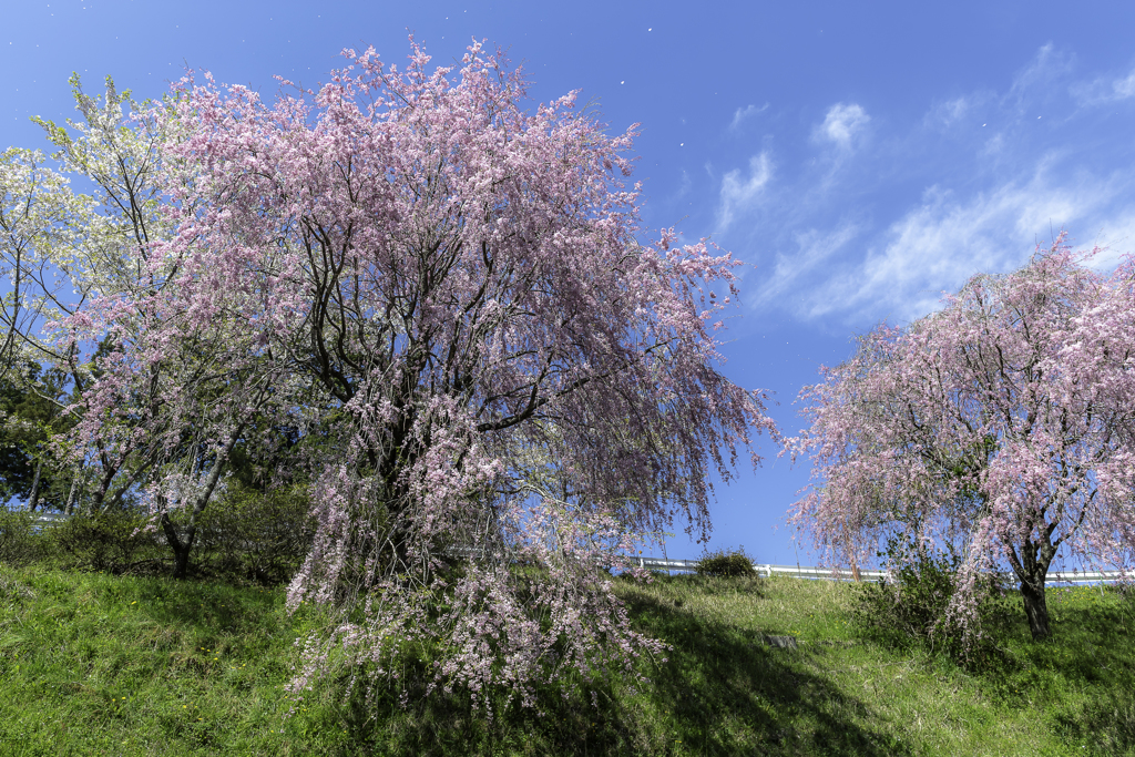 「田峰の桜」