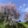 「田峰の桜」