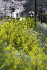 「春色列車」