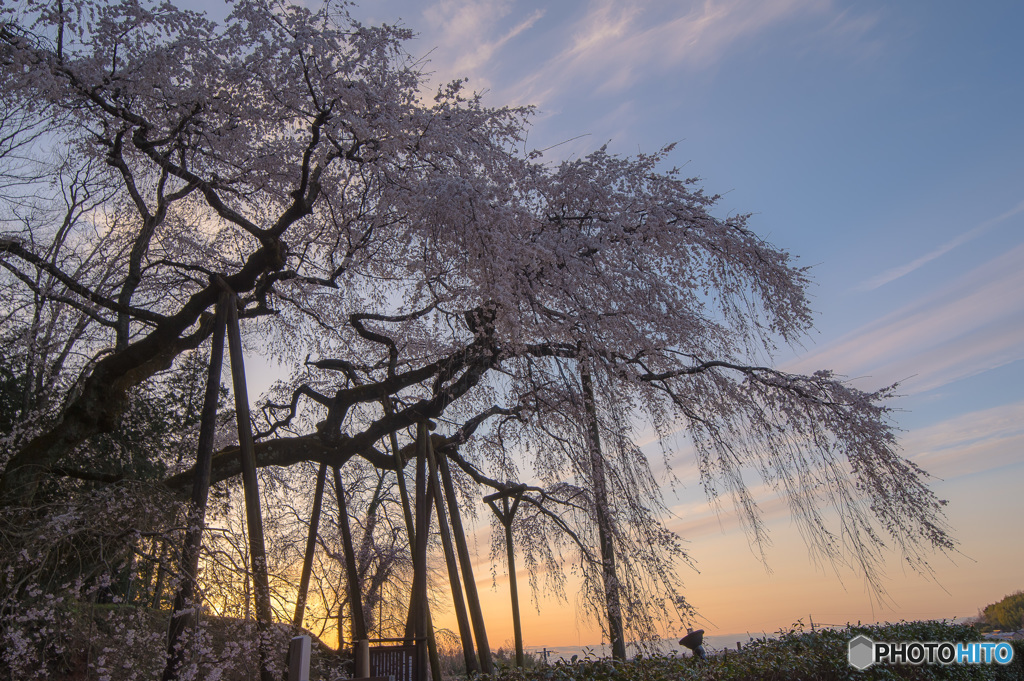 「パステルな空と枝垂れ桜」