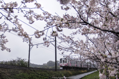 「桜トレイン」