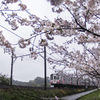 「桜トレイン」